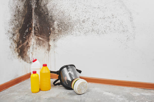 Best Same-Day Mold Removal  in Mount Hermon, CA