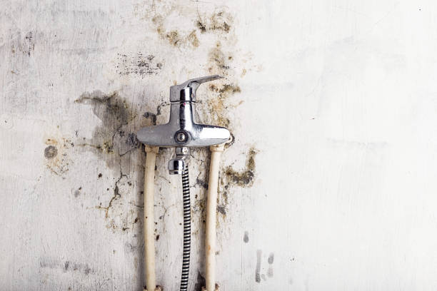 Best Home Mold Removal  in Mount Hermon, CA