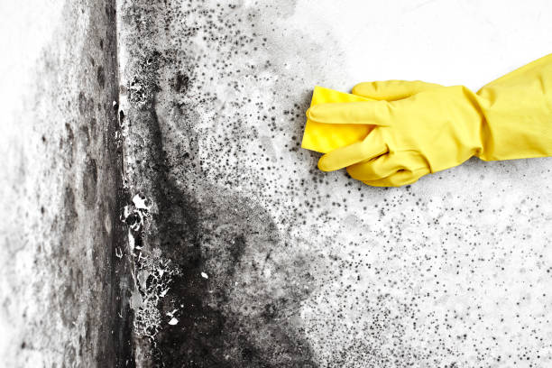 Best Best Mold Removal Companies  in Mount Hermon, CA