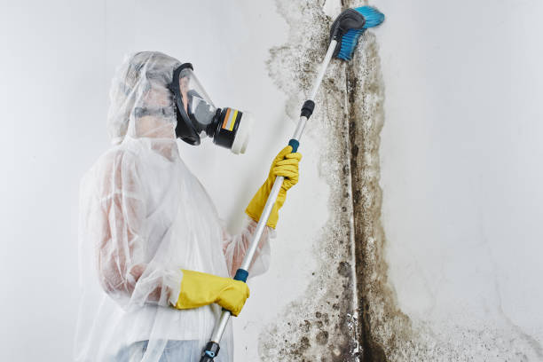 Mount Hermon, CA Mold Removal Company