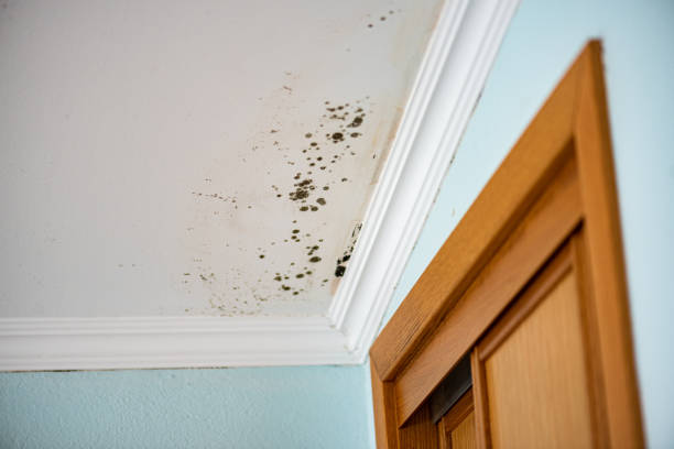 Best Office Mold Removal Services  in Mount Hermon, CA