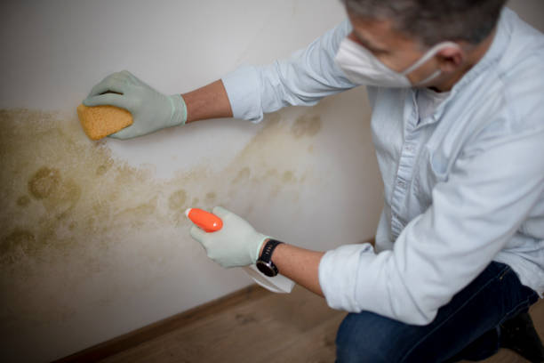 Best Mold Testing  in Mount Hermon, CA