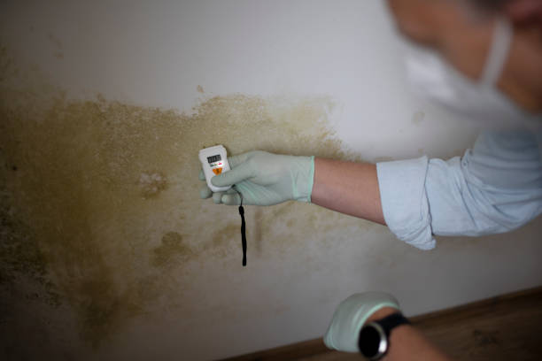 Best Toxic Mold Removal  in Mount Hermon, CA