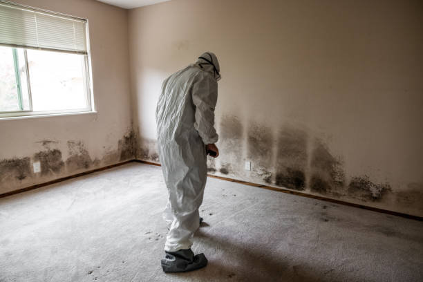 Best Residential Mold Removal  in Mount Hermon, CA
