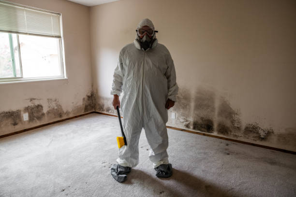 Best Toxic Mold Removal  in Mount Hermon, CA