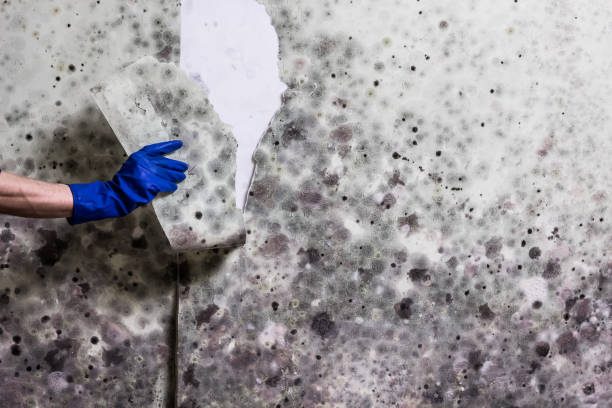 Best Black Mold Removal  in Mount Hermon, CA